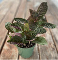 4" Hemigraphis Purple Waffle